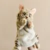 Hansa Leopard Cat Puppet -Hansa 2J2A9255 2