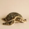 Hansa Sea Tortoise Stuffed Animal 1 Hansa Sea Tortoise Stuffed Animal -Hansa 2J2A9882 2